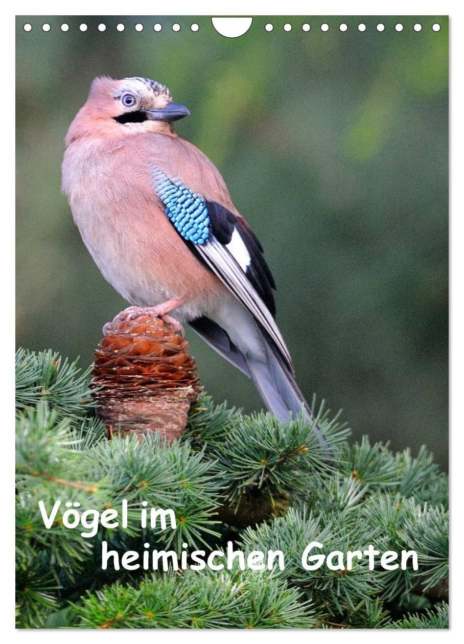 Vögel im heimischen Garten (Wandkalender 2026 DIN A4 hoch), CALVENDO Monatskalender: Wunderschöne Aufnahmen, die die Pracht, Vielfalt und ... für jeden Vogelliebhaber. (CALVENDO Tiere) Leisure, Home & Garden