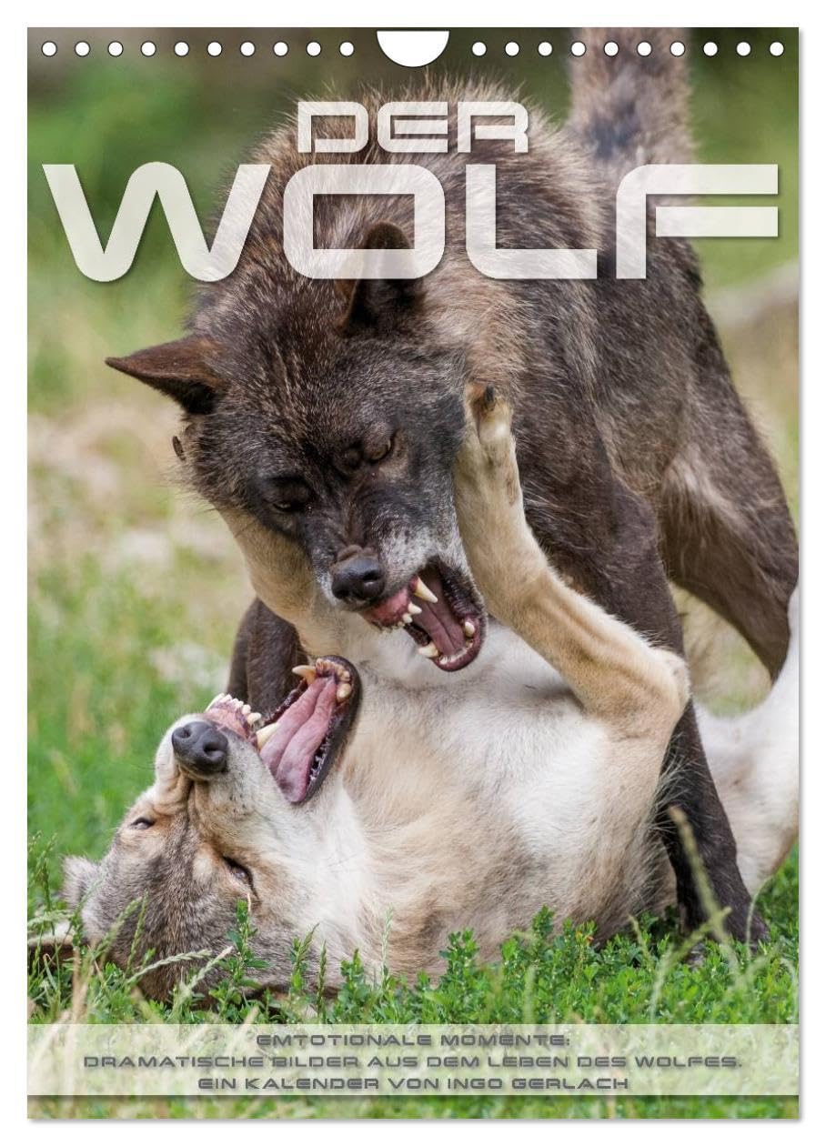 Emotionale Momente: Der Wolf. (Wandkalender 2026 DIN A4 hoch), CALVENDO Monatskalender: Herrliche Fotos vom Wolf in seinem Lebensraum. (CALVENDO Tiere) Natural Sciences