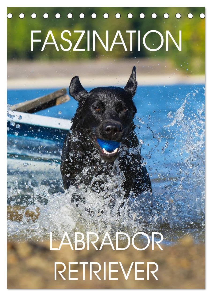 Faszination Labrador Retriever (Tischkalender 2026 DIN A5 hoch), CALVENDO Monatskalender: 13 Fotos zeigen die Faszination einer der beliebtesten Hunderassen (CALVENDO Tiere) Natural Sciences
