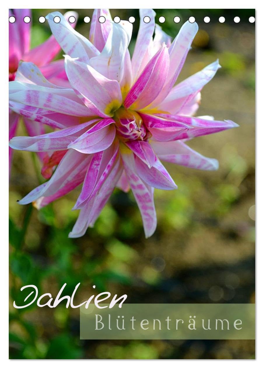 Dahlien - Blütenträume (Tischkalender 2026 DIN A5 hoch), CALVENDO Monatskalender: Für Freunde dieser sehr schönen Blumen eine Augenweide (CALVENDO Natur) Social Sciences