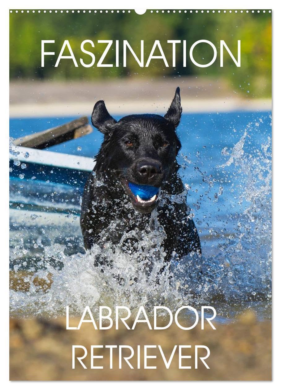 Faszination Labrador Retriever (Wandkalender 2026 DIN A2 hoch), CALVENDO Monatskalender: 13 Fotos zeigen die Faszination einer der beliebtesten Hunderassen (CALVENDO Tiere) Natural Sciences