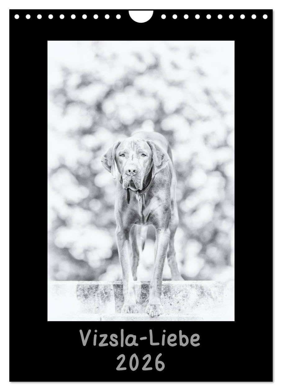 Vizsla-Liebe (Wandkalender 2026 DIN A4 hoch), CALVENDO Monatskalender: Einmal Vizsla - immer Vizsla (CALVENDO Tiere) Natural Sciences