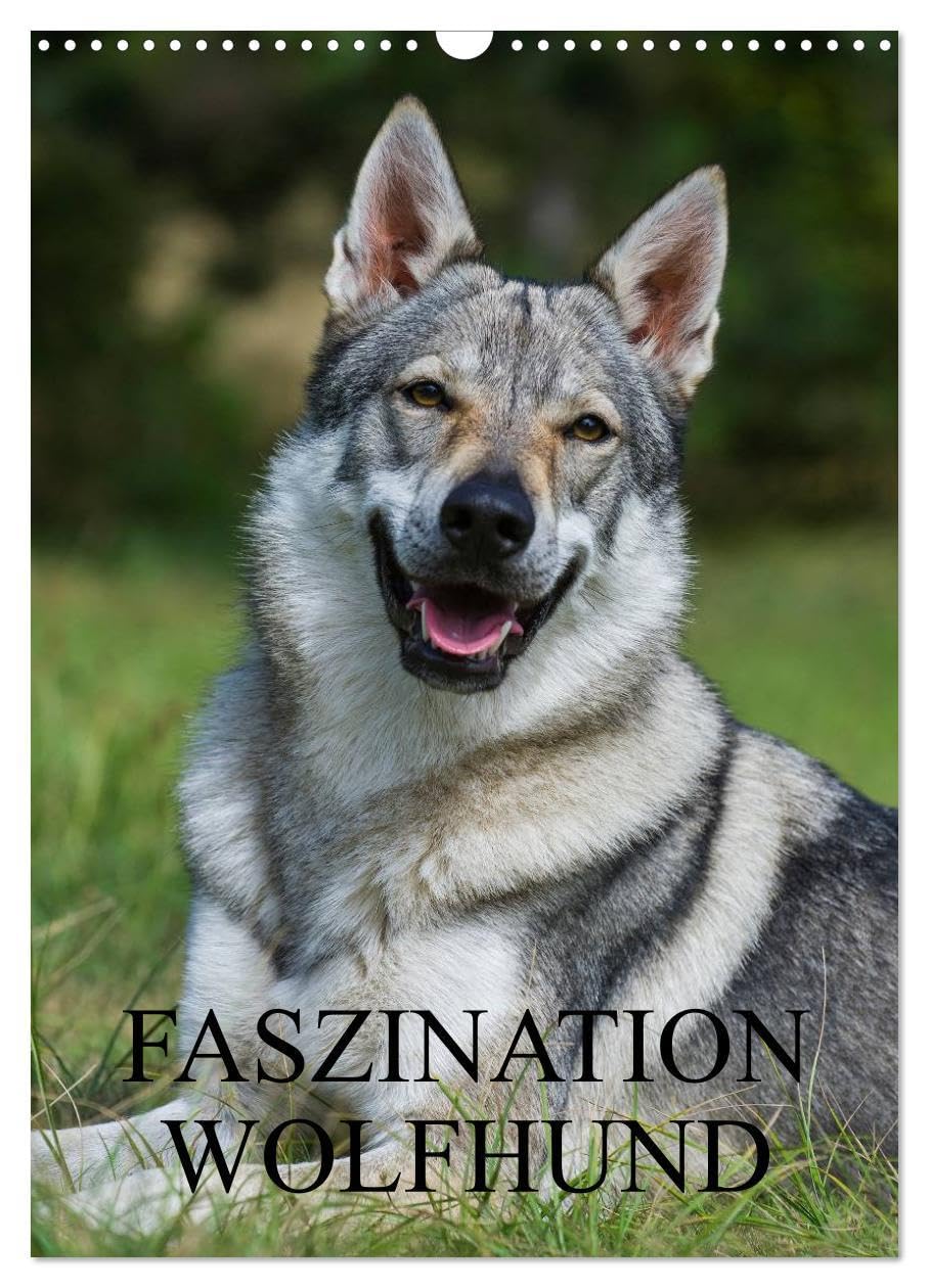 Faszination Wolfhund (Wandkalender 2026 DIN A3 hoch), CALVENDO Monatskalender: Tschechoslowakische Wolfhunde auf 13 Kalenderblättern (CALVENDO Tiere) Natural Sciences