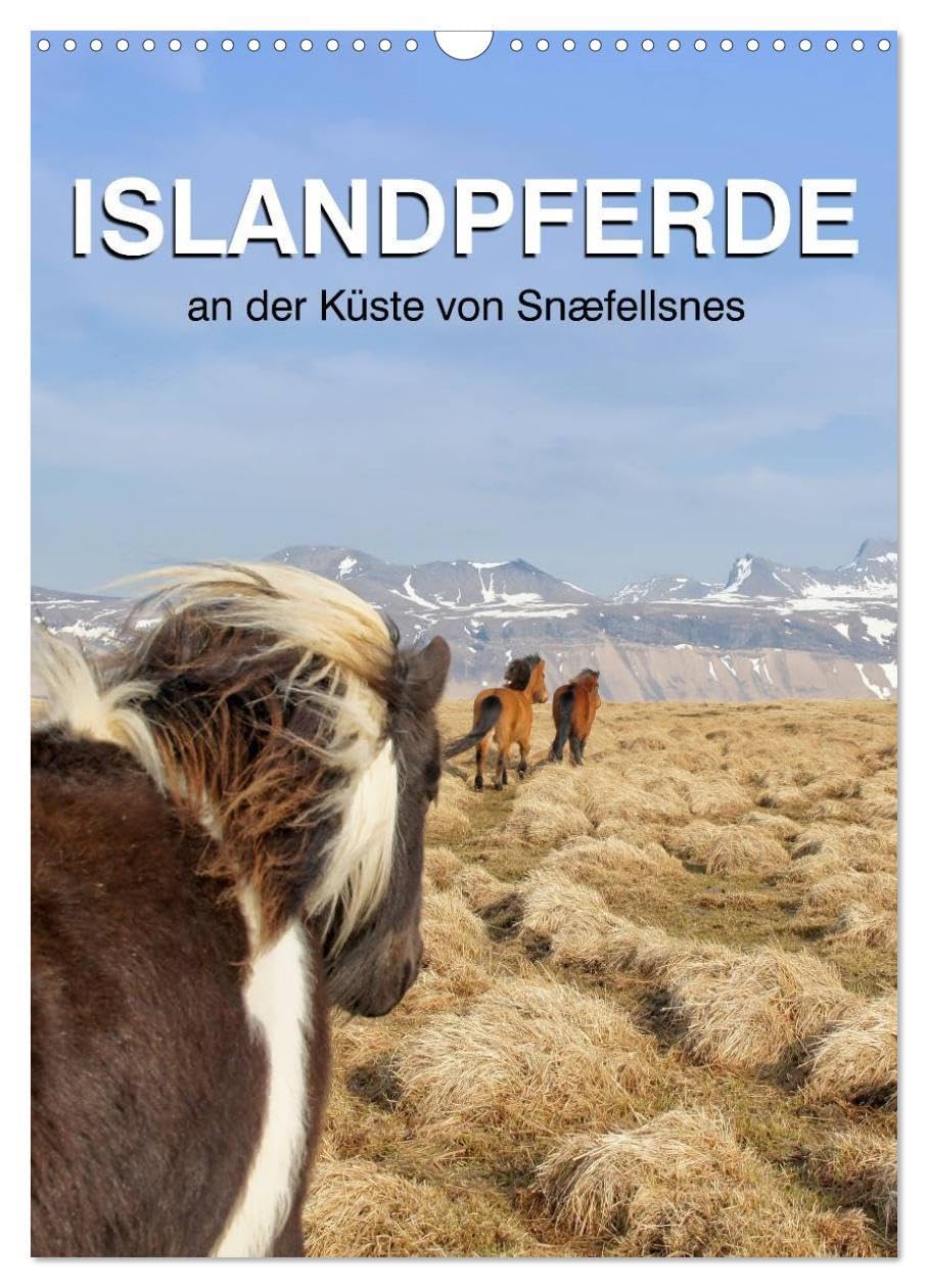 ISLANDPFERDE an der Küste von Snæfellsnes (Wandkalender 2026 DIN A3 hoch), CALVENDO Monatskalender: Islandpferde in Island (CALVENDO Tiere) Living & Furnishing