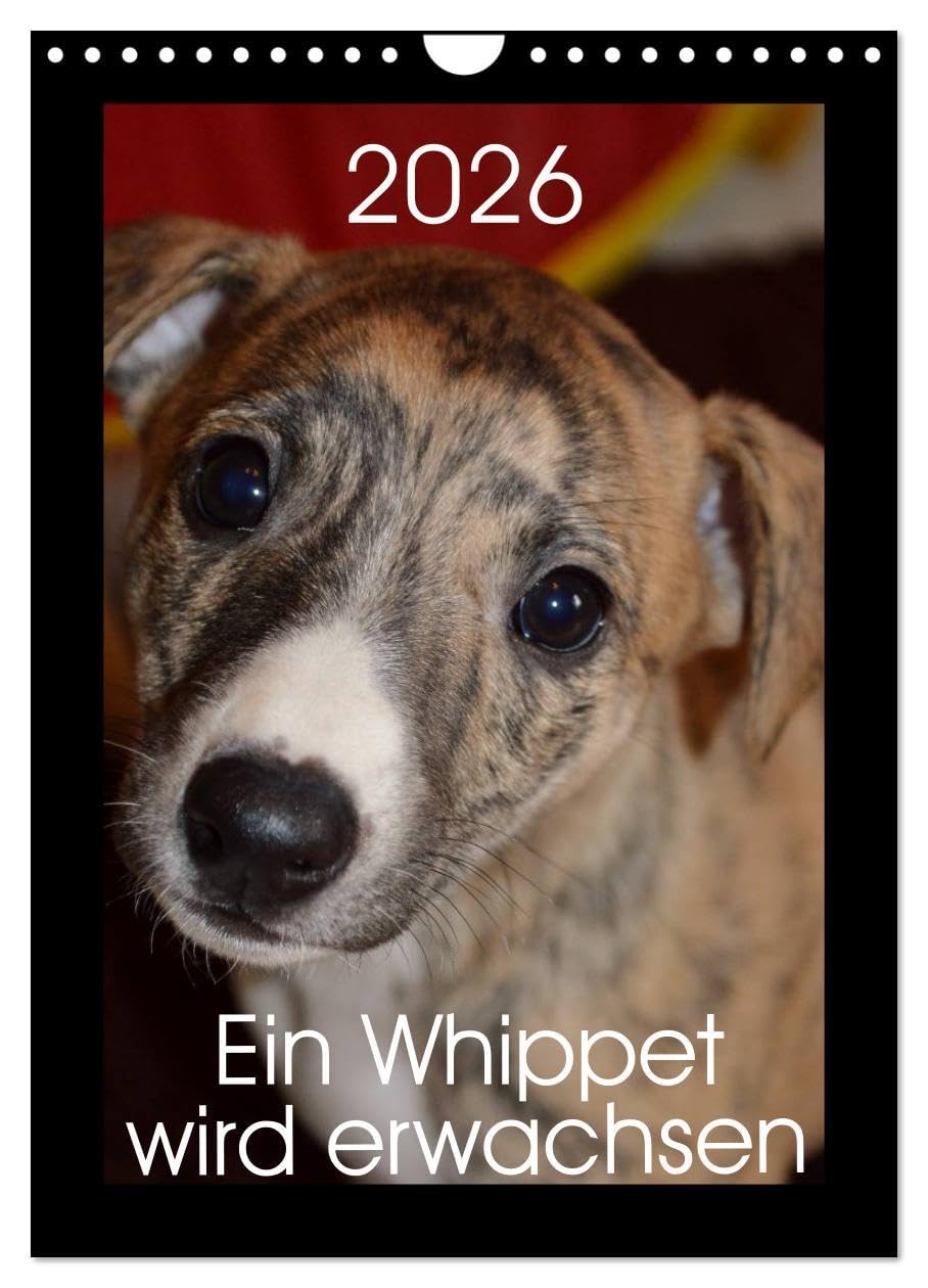 Ein Whippet wird erwachsen (Wandkalender 2026 DIN A4 hoch), CALVENDO Monatskalender: Eevee Moonlight ist ein kleines Whippet-Mädchen. (CALVENDO Tiere) Natural Sciences