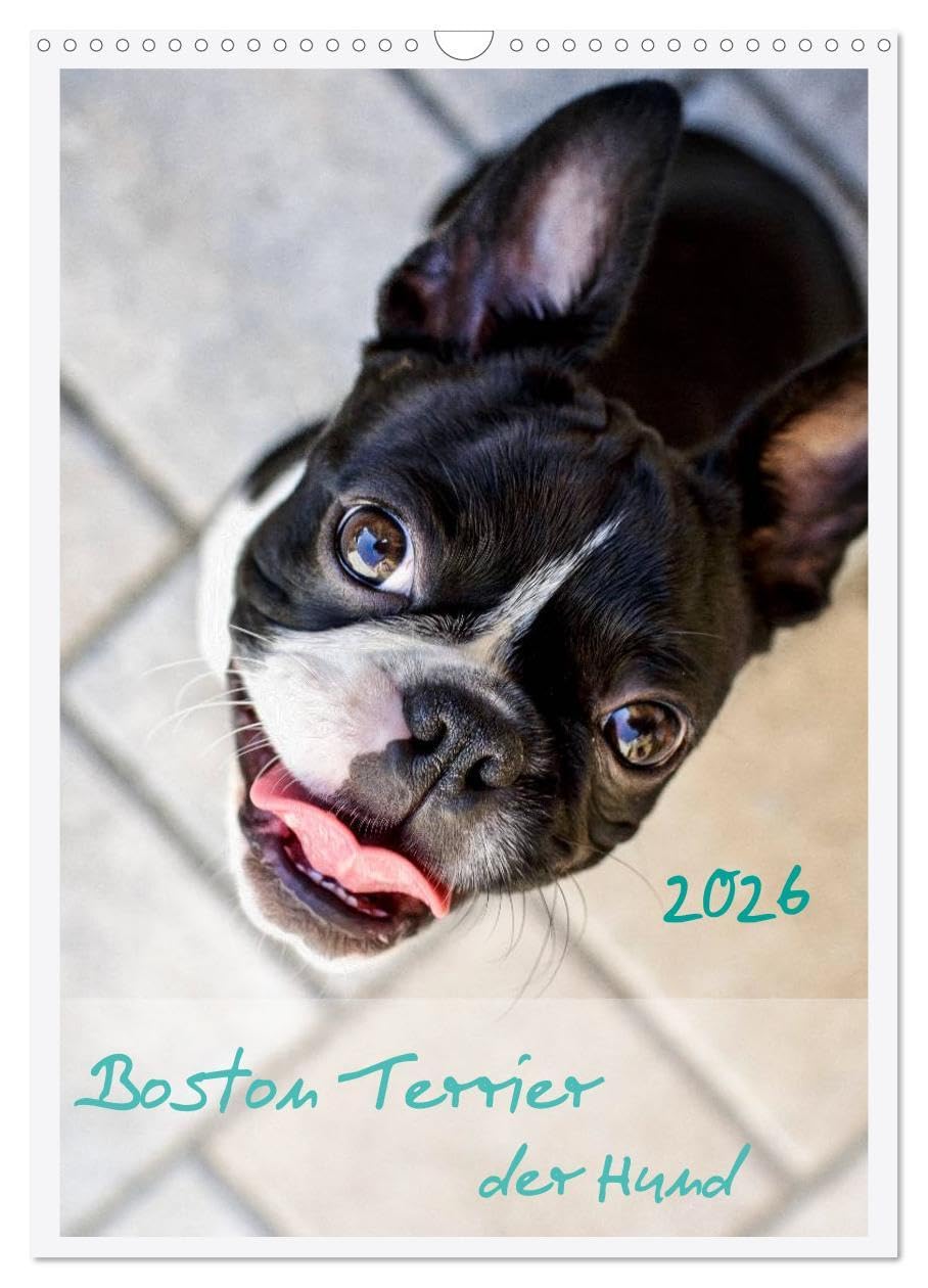 Boston Terrier der Hund 2026 (Wandkalender 2026 DIN A3 hoch), CALVENDO Monatskalender: Ein schöner Kalender für Hundefreude und Liebhaber von Boston Terrier (CALVENDO Tiere) Natural Sciences