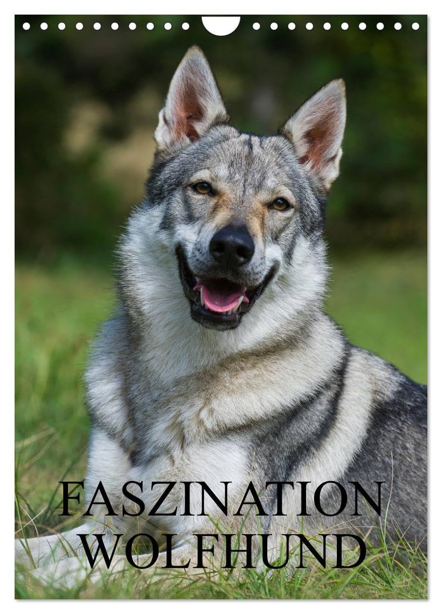 Faszination Wolfhund (Wandkalender 2026 DIN A4 hoch), CALVENDO Monatskalender: Tschechoslowakische Wolfhunde auf 13 Kalenderblättern (CALVENDO Tiere) Natural Sciences