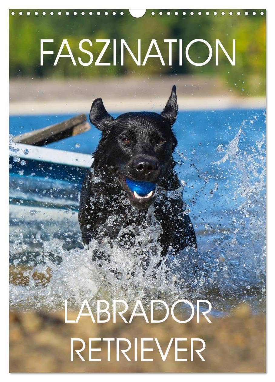 Faszination Labrador Retriever (Wandkalender 2026 DIN A3 hoch), CALVENDO Monatskalender: 13 Fotos zeigen die Faszination einer der beliebtesten Hunderassen (CALVENDO Tiere) Natural Sciences