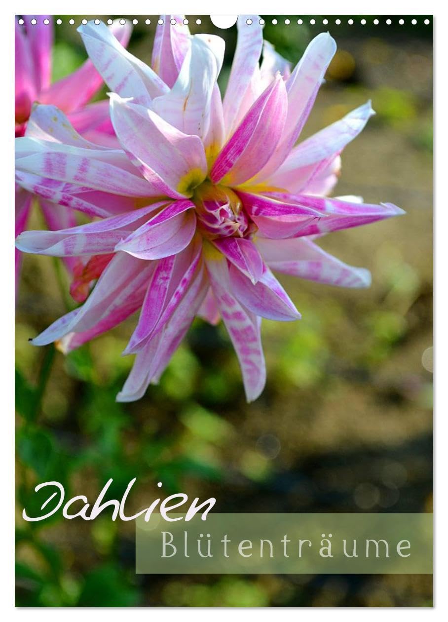 Dahlien - Blütenträume (Wandkalender 2026 DIN A3 hoch), CALVENDO Monatskalender: Für Freunde dieser sehr schönen Blumen eine Augenweide (CALVENDO Natur) Social Sciences
