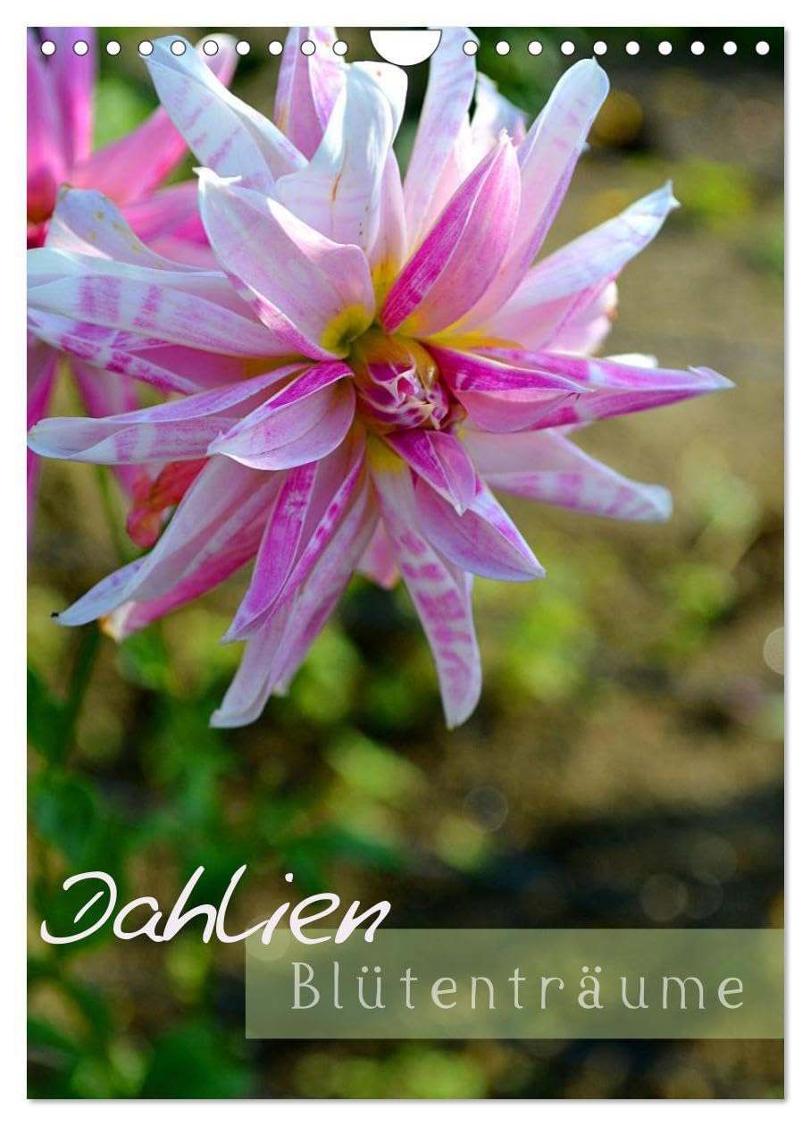 Dahlien - Blütenträume (Wandkalender 2026 DIN A4 hoch), CALVENDO Monatskalender: Für Freunde dieser sehr schönen Blumen eine Augenweide (CALVENDO Natur) Social Sciences