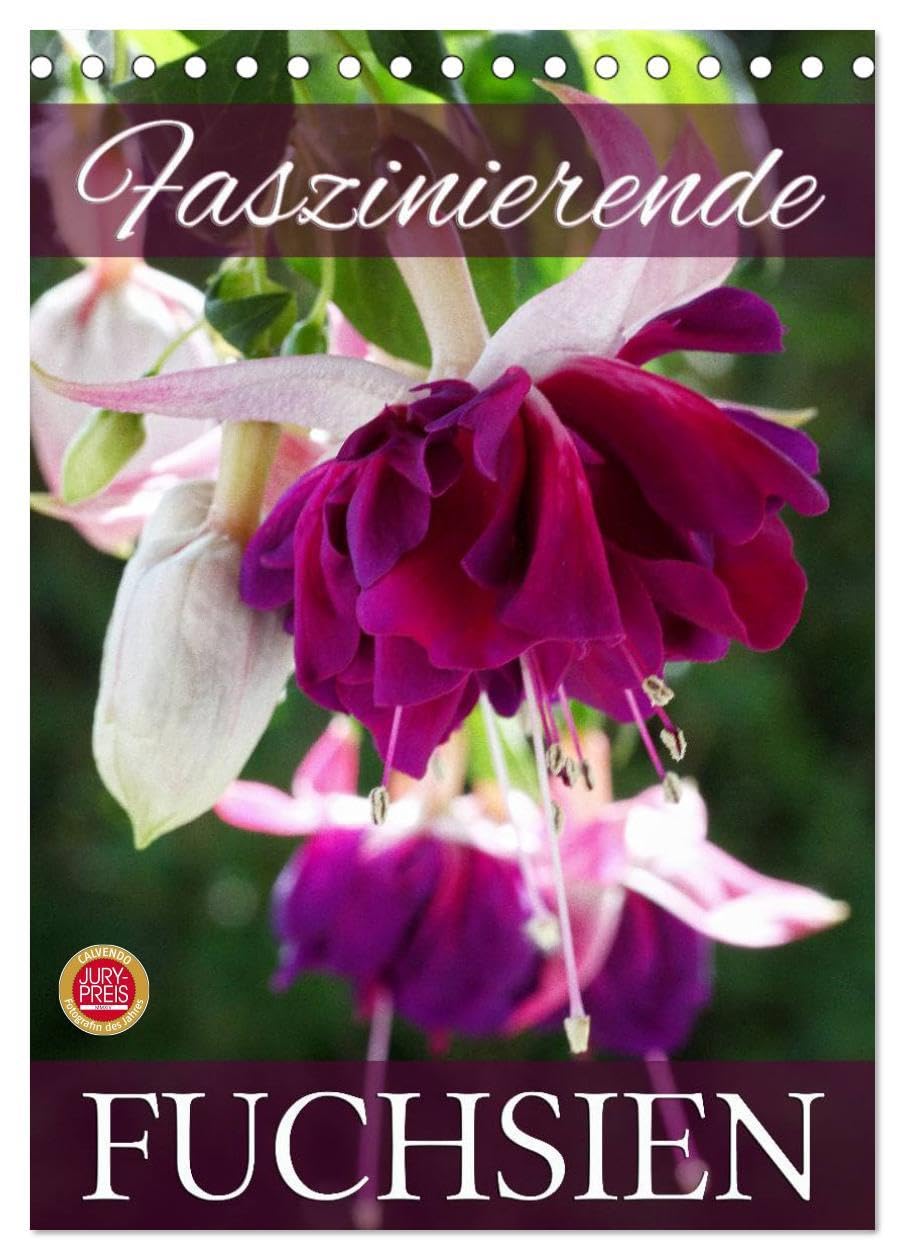 Faszinierende Fuchsien (Tischkalender 2026 DIN A5 hoch), CALVENDO Monatskalender: Faszinierende Fuchsien im Portrait (CALVENDO Natur) Social Sciences