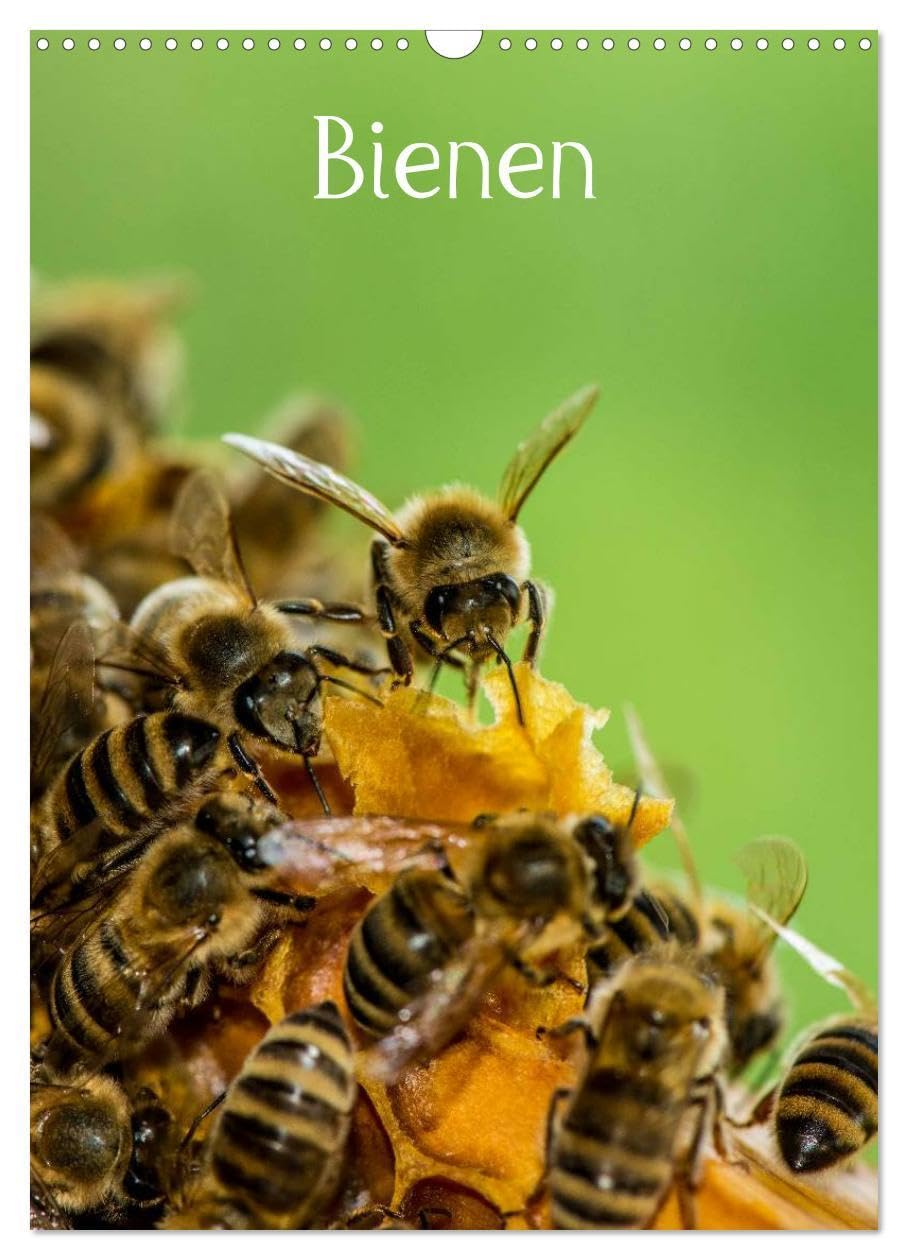 Bienen (Wandkalender 2026 DIN A3 hoch), CALVENDO Monatskalender: Bienen für das ganze Jahr (CALVENDO Tiere) Leisure, Home & Garden