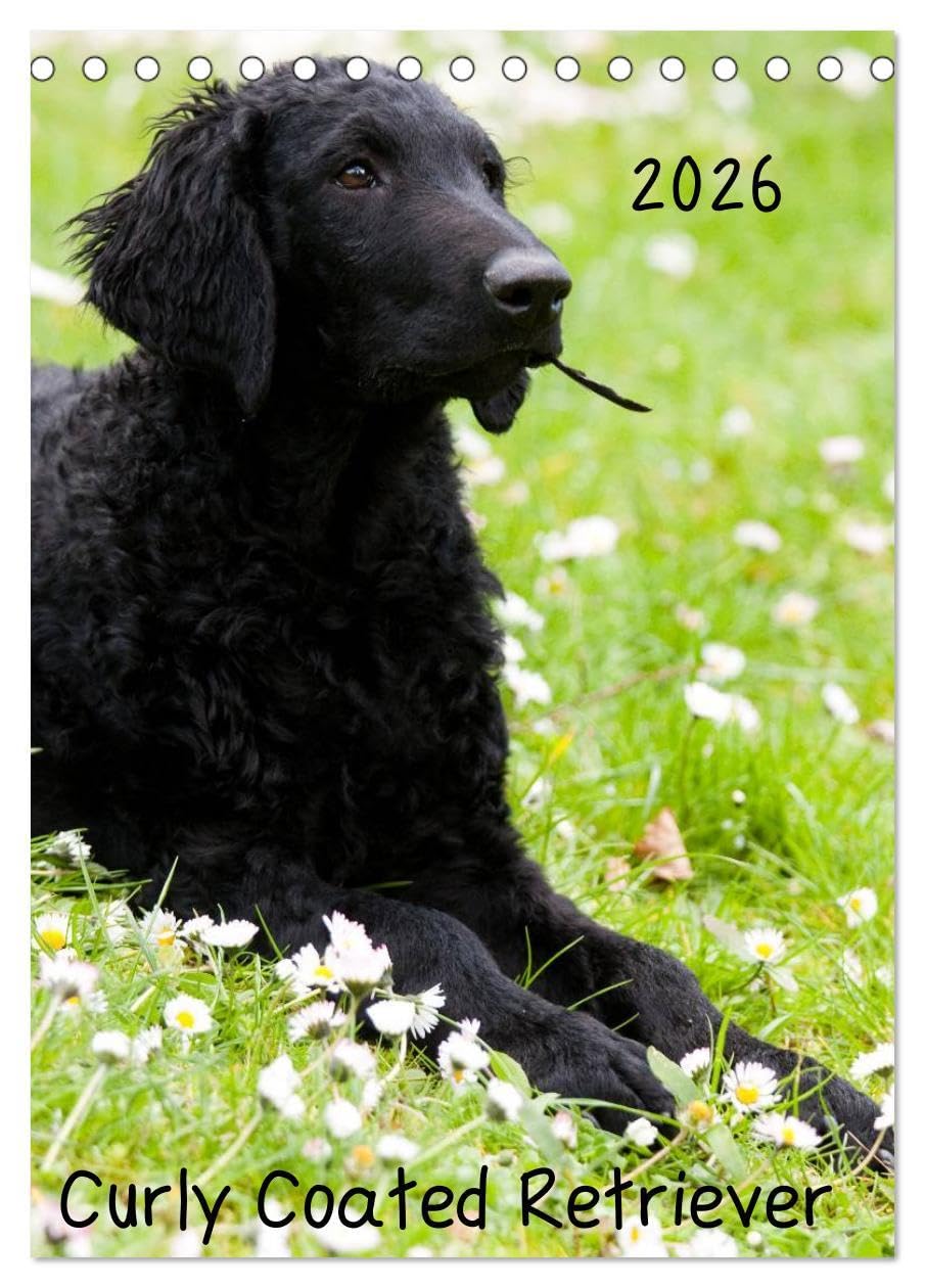 Curly Coated Retriever 2026 (Tischkalender 2026 DIN A5 hoch), CALVENDO Monatskalender: 13 wunderschöne Bilder des Curly Coated Retriever von der Tierfotografin Vivian Kammholz (CALVENDO Tiere) Natural Sciences