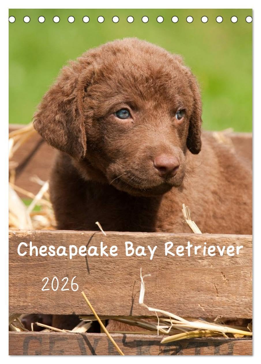 Chesapeake Bay Retriever 2026 (Tischkalender 2026 DIN A5 hoch), CALVENDO Monatskalender: In diesem Kalender wird eine der insgesamt 6 Retrieverrassen präsentiert. (CALVENDO Tiere) Natural Sciences