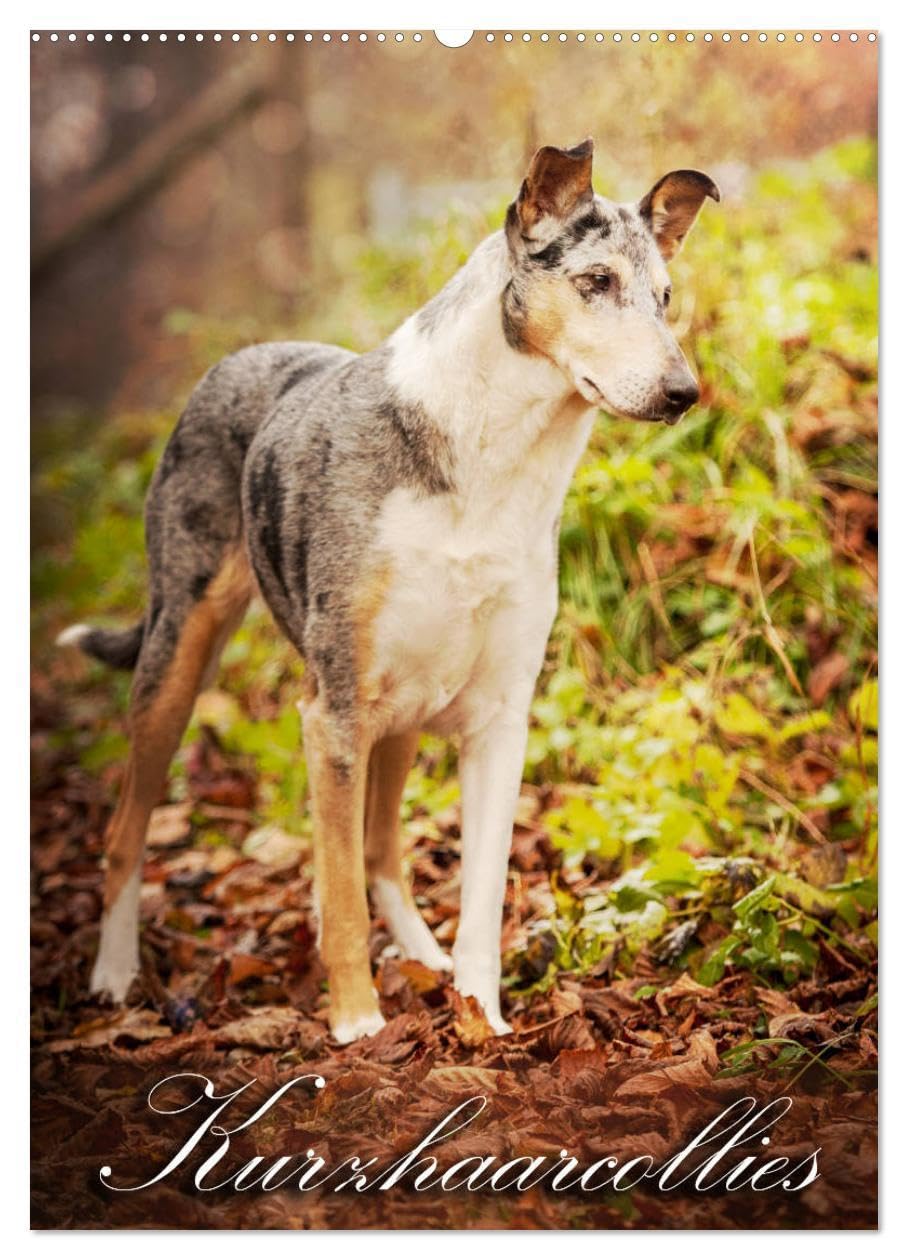 Kurzhaarcollies (Wandkalender 2026 DIN A2 hoch), CALVENDO Monatskalender: Mit Kurzhaarcollies durch das Jahr! (CALVENDO Tiere) Living & Furnishing