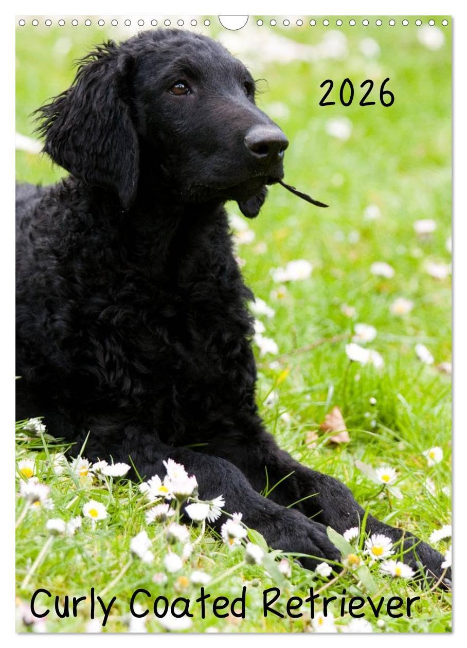Curly Coated Retriever 2026 (Wandkalender 2026 DIN A3 hoch), CALVENDO Monatskalender: 13 wunderschöne Bilder des Curly Coated Retriever von der Tierfotografin Vivian Kammholz (CALVENDO Tiere) Natural Sciences
