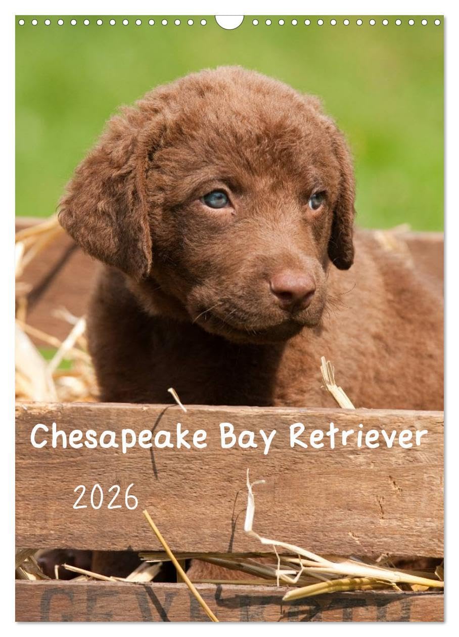 Chesapeake Bay Retriever 2026 (Wandkalender 2026 DIN A3 hoch), CALVENDO Monatskalender: In diesem Kalender wird eine der insgesamt 6 Retrieverrassen präsentiert. (CALVENDO Tiere) Natural Sciences