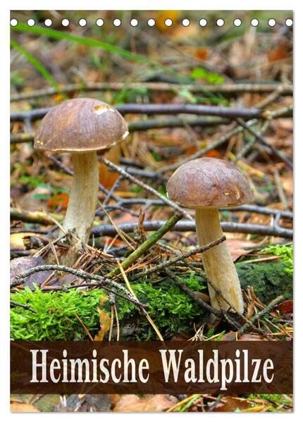Heimische Waldpilze (Tischkalender 2026 DIN A5 hoch), CALVENDO Monatskalender: Bekannte und beliebte Pilze der heimischen Wälder (CALVENDO Natur) Film, Art & Culture