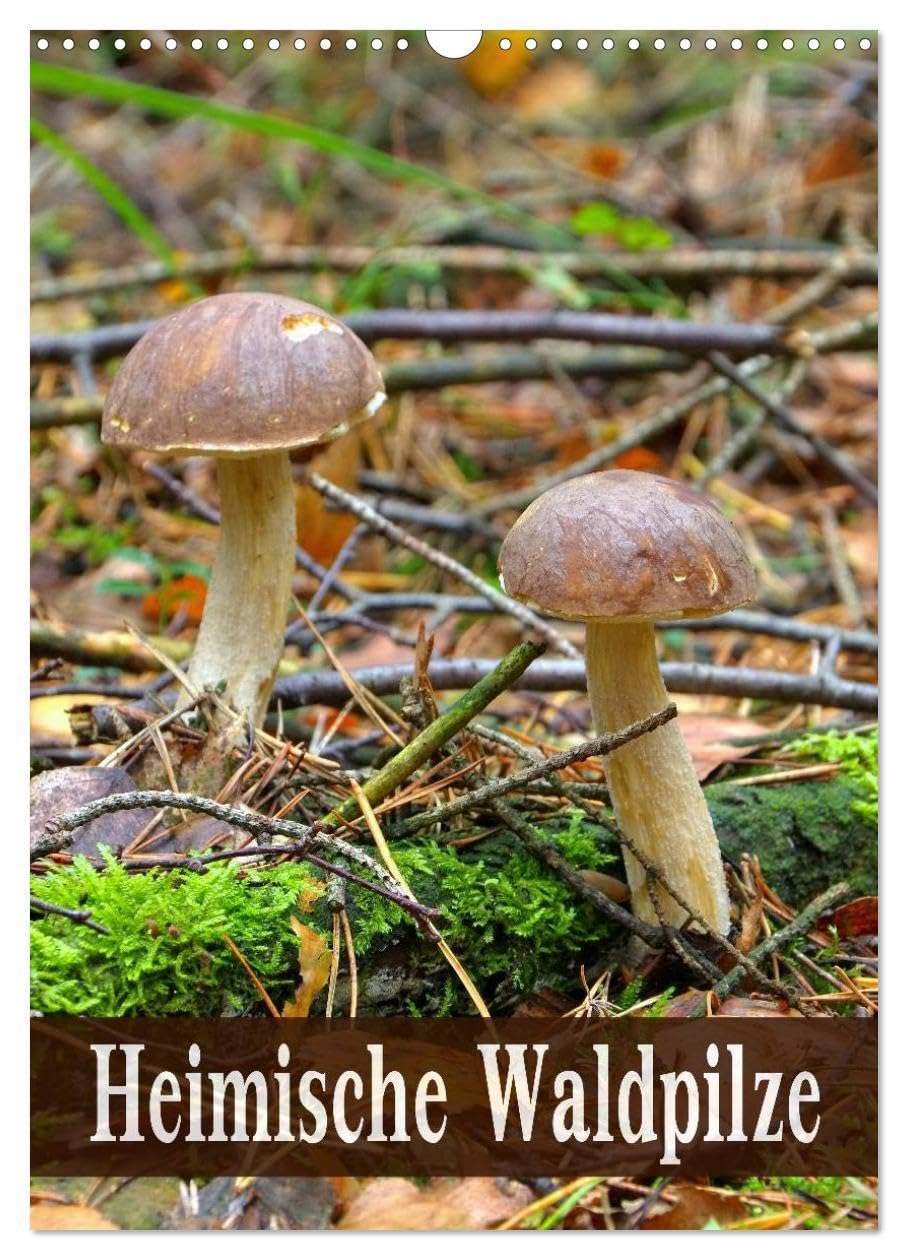 Heimische Waldpilze (Wandkalender 2026 DIN A3 hoch), CALVENDO Monatskalender: Bekannte und beliebte Pilze der heimischen Wälder (CALVENDO Natur) Film, Art & Culture