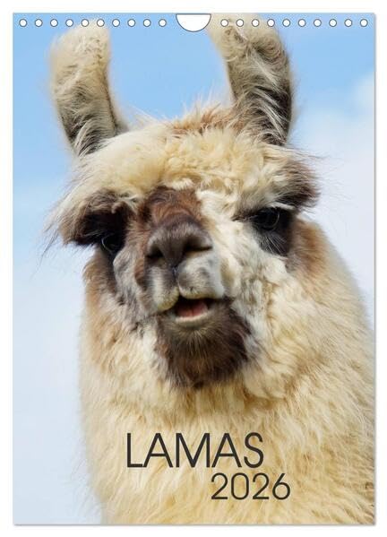 LAMAS (Wandkalender 2026 DIN A4 hoch), CALVENDO Monatskalender: Mit Lamas durchs ganze Jahr (CALVENDO Tiere) Living & Furnishing
