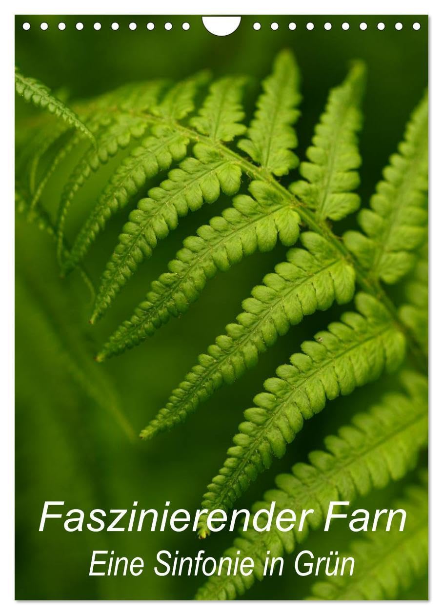 Faszinierender Farn - Eine Sinfonie in Grün (Wandkalender 2026 DIN A4 hoch), CALVENDO Monatskalender: Details von Farnpflanzen kunstvoll in Szene gesetzt (CALVENDO Natur) Photography