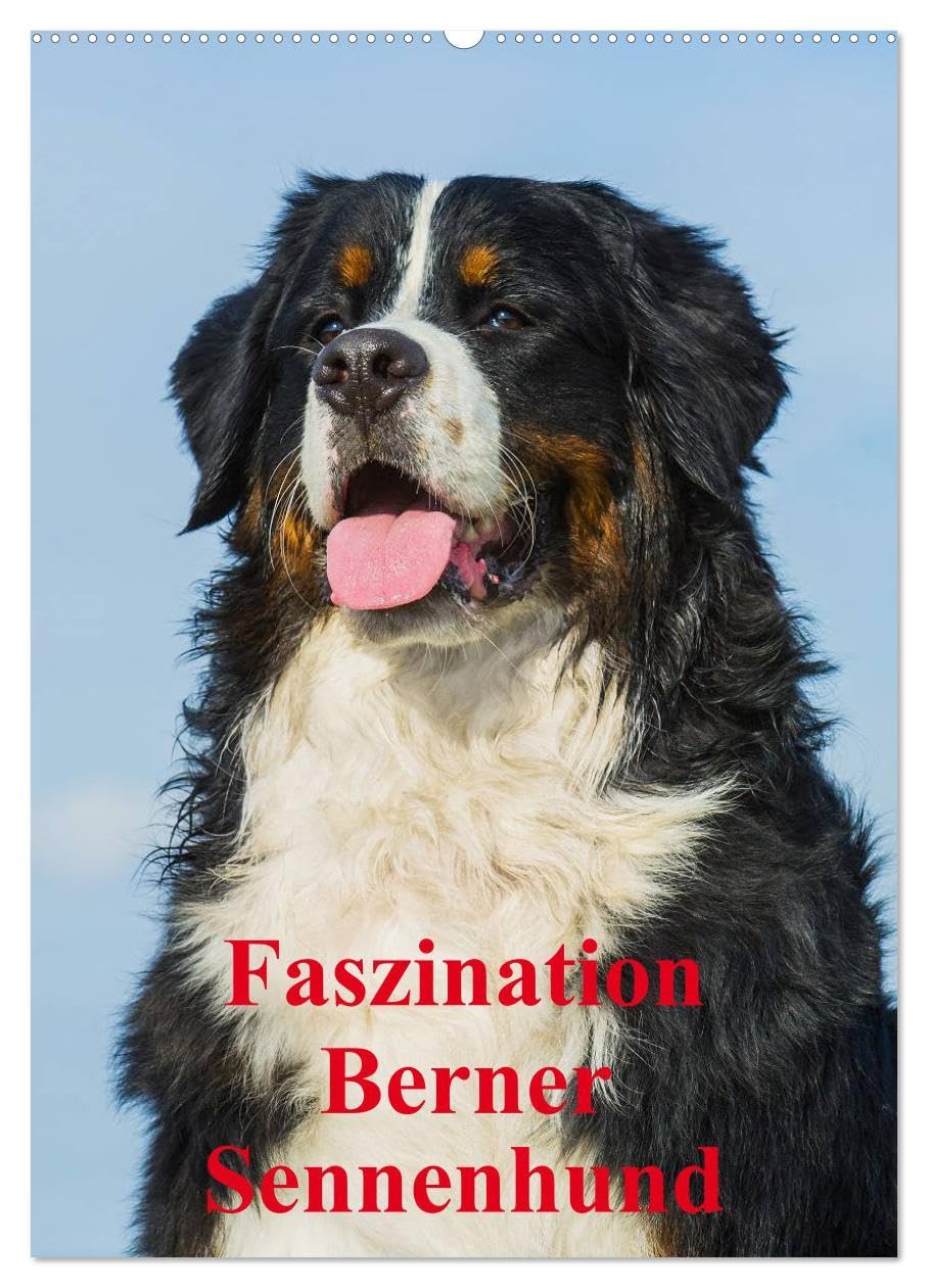 Faszination Berner Sennenhund (Wandkalender 2026 DIN A2 hoch), CALVENDO Monatskalender: Auf 13 bezaubernden Fotos begleiten uns Berner Sennenhunde durch das Jahr (CALVENDO Tiere) Natural Sciences