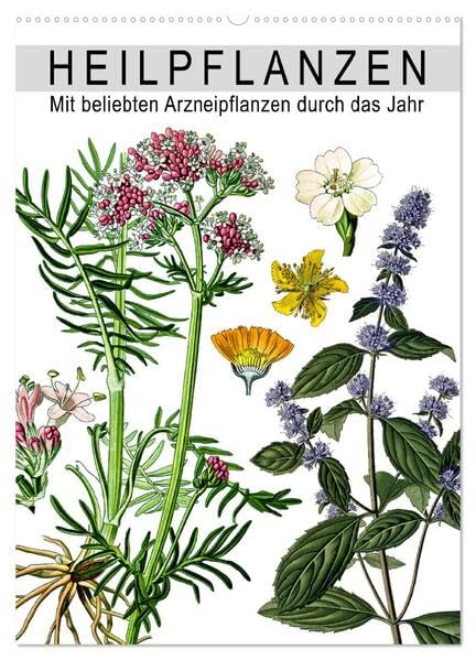 Heilpflanzen (Wandkalender 2026 DIN A2 hoch), CALVENDO Monatskalender: Mit beliebten Arzneipflanzen durch das Jahr (CALVENDO Gesundheit) Business & Technology
