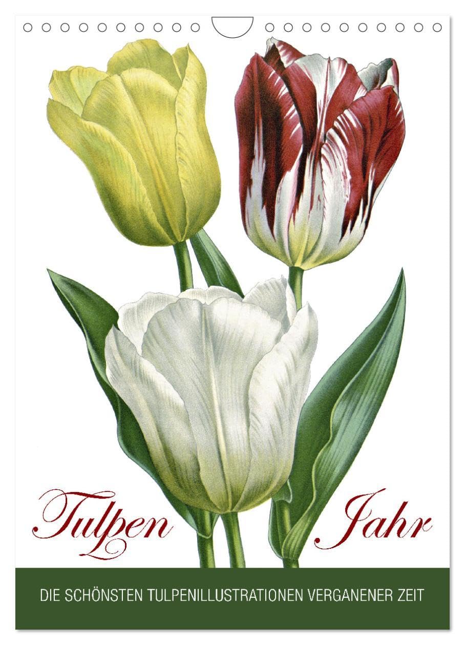 Tulpen - Jahr (Wandkalender 2026 DIN A4 hoch), CALVENDO Monatskalender: Die schönsten Tulpenillustrationen vergangener Zeit (CALVENDO Natur) Film, Art & Culture