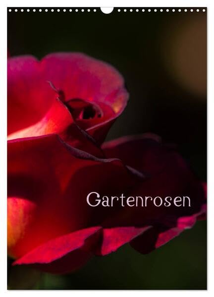 Gartenrosen (Wandkalender 2026 DIN A3 hoch), CALVENDO Monatskalender: Rosenblüten in Licht und Schatten (CALVENDO Natur) Social Sciences