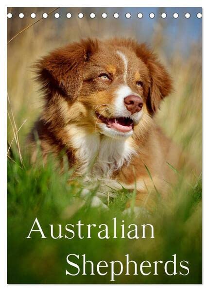 Australian Shepherds (Tischkalender 2026 DIN A5 hoch), CALVENDO Monatskalender: 13 wunderschöne Australian Shepherd Motive für das ganze Jahr (CALVENDO Tiere) Natural Sciences