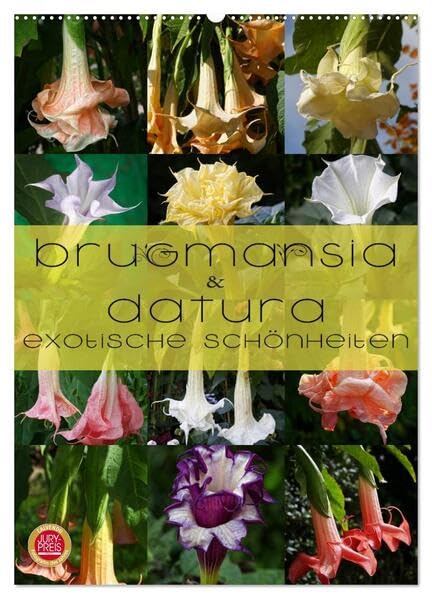 Brugmansia & Datura - Exotische Schönheiten (Wandkalender 2026 DIN A2 hoch), CALVENDO Monatskalender: Brugmansia & Datura - Exotische Kübelpflanzen Schönheiten im Protrait (CALVENDO Natur) Leisure, Home & Garden