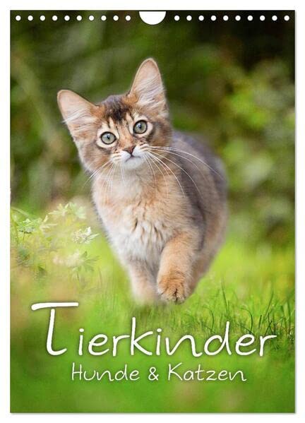 Tierkinder Hunde und Katzen (Wandkalender 2026 DIN A4 hoch), CALVENDO Monatskalender: Schöner Tierkinder Kalender mit Hunde- und Katzenkindern (CALVENDO Tiere) Natural Sciences