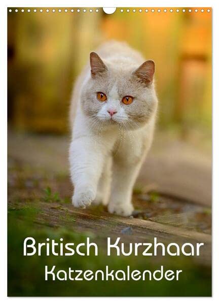 Britisch Kurzhaar Katzenkalender (Wandkalender 2026 DIN A3 hoch), CALVENDO Monatskalender: Wunderschöne Britisch Kurzhaarkatzen für das ganze Jahr (CALVENDO Tiere) Natural Sciences