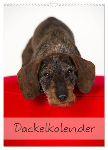 Dackel (Wandkalender 2026 DIN A3 hoch), CALVENDO Monatskalender: 13 schöne Dackelmotive für das ganze Jahr (CALVENDO Tiere) Natural Sciences