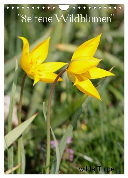 Seltene Wildblumen (Wandkalender 2026 DIN A4 hoch), CALVENDO Monatskalender: Wildwachsende Schönheiten (CALVENDO Natur) Leisure, Home & Garden