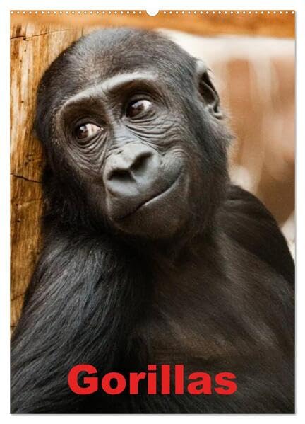 Gorillas (Wandkalender 2026 DIN A2 hoch), CALVENDO Monatskalender: Die sanften Riesen Afrikas (CALVENDO Tiere) Living & Furnishing