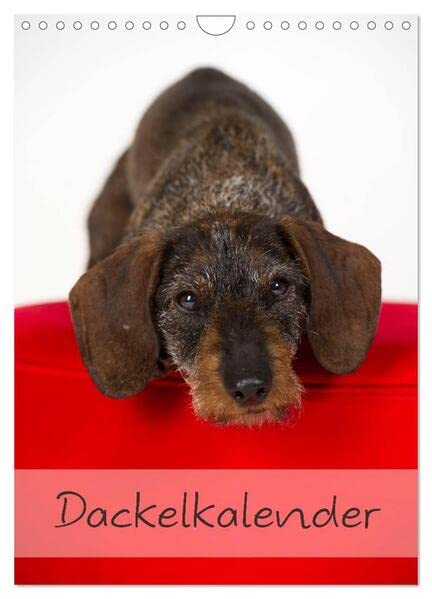 Dackel (Wandkalender 2026 DIN A4 hoch), CALVENDO Monatskalender: 13 schöne Dackelmotive für das ganze Jahr (CALVENDO Tiere) Natural Sciences