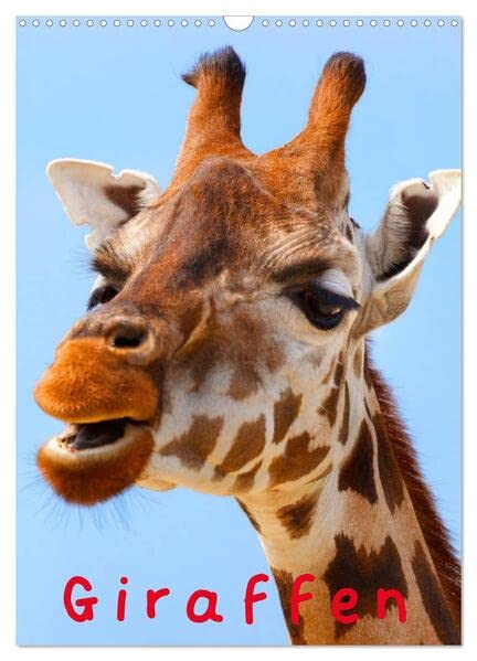 Giraffen (Wandkalender 2026 DIN A3 hoch), CALVENDO Monatskalender: Schöne Gesichter auf langen und eleganten Hälsen (CALVENDO Tiere) Living & Furnishing