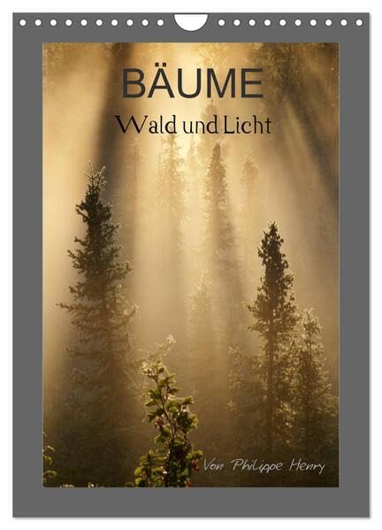 BÄUME (Wandkalender 2026 DIN A4 hoch), CALVENDO Monatskalender: Wald und Licht (CALVENDO Natur) Photography