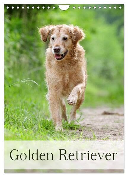 Golden Retriever (Wandkalender 2026 DIN A4 hoch), CALVENDO Monatskalender: Golden Retriever (CALVENDO Tiere) Natural Sciences