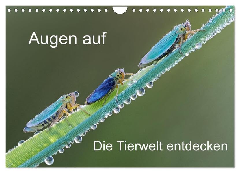 Augen auf - versteckte Tierwelt (Wandkalender 2026 DIN A4 quer), CALVENDO Monatskalender: Die Natur steckt voller Überraschungen. (CALVENDO Tiere) Natural Sciences