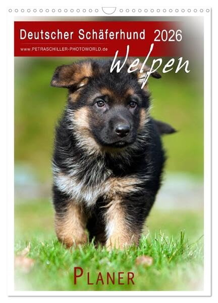 Deutscher Schäferhund - Welpen, Planer (Wandkalender 2026 DIN A3 hoch), CALVENDO Monatskalender: Hundewelpen... (CALVENDO Tiere) Film, Art & Culture