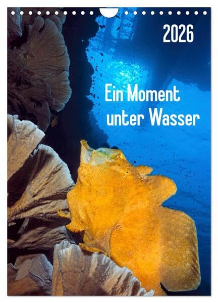 Ein Moment unter Wasser (Wandkalender 2026 DIN A4 hoch), CALVENDO Monatskalender: Wunderschöne, skurrile Unterwasserlandschaften und eine spannende Tierwelt warten auf Sie! (CALVENDO Natur) Film, Art & Culture