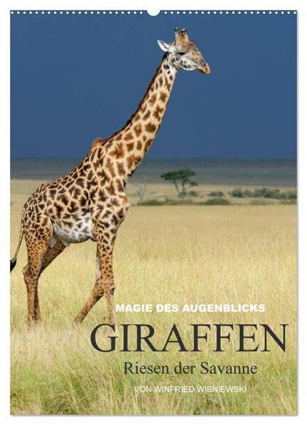 Magie des Augenblicks - Giraffen - Riesen der Savanne (Wandkalender 2026 DIN A2 hoch), CALVENDO Monatskalender: Eindrucksvolle Bilder von Giraffen, ... von Winfried Wisniewski (CALVENDO Tiere) Leisure, Home & Garden