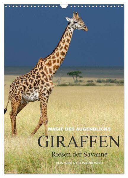 Magie des Augenblicks - Giraffen - Riesen der Savanne (Wandkalender 2026 DIN A3 hoch), CALVENDO Monatskalender: Eindrucksvolle Bilder von Giraffen, ... von Winfried Wisniewski (CALVENDO Tiere) Leisure, Home & Garden
