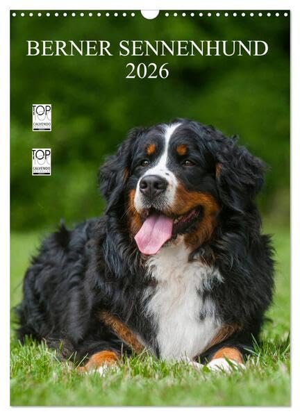 Berner Sennenhund 2026 (Wandkalender 2026 DIN A3 hoch), CALVENDO Monatskalender: Berner Sennenhunde auf 13 wundervollen Fotos (CALVENDO Tiere) Natural Sciences