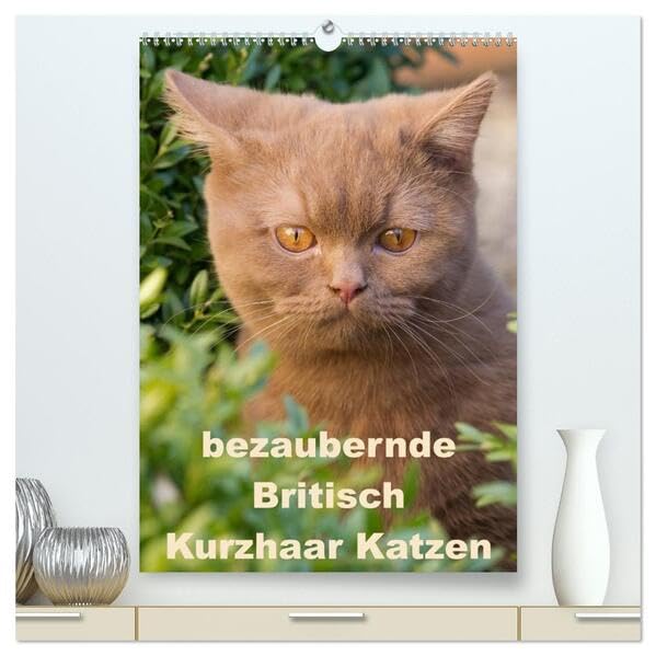 bezaubernde Britisch Kurzhaar Katzen (hochwertiger Premium Wandkalender 2026 DIN A2 hoch), Kunstdruck in Hochglanz: Dieser Kalender zeigt Outdoor ... Britisch Kurzhaar Katzen (CALVENDO Tiere) Pets