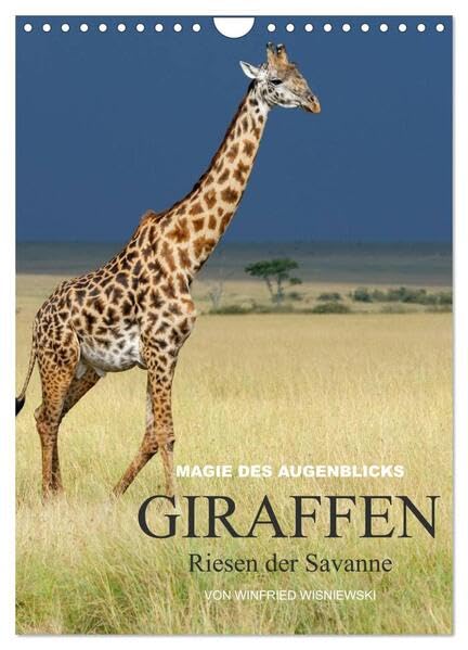 Magie des Augenblicks - Giraffen - Riesen der Savanne (Wandkalender 2026 DIN A4 hoch), CALVENDO Monatskalender: Eindrucksvolle Bilder von Giraffen, ... von Winfried Wisniewski (CALVENDO Tiere) Leisure, Home & Garden