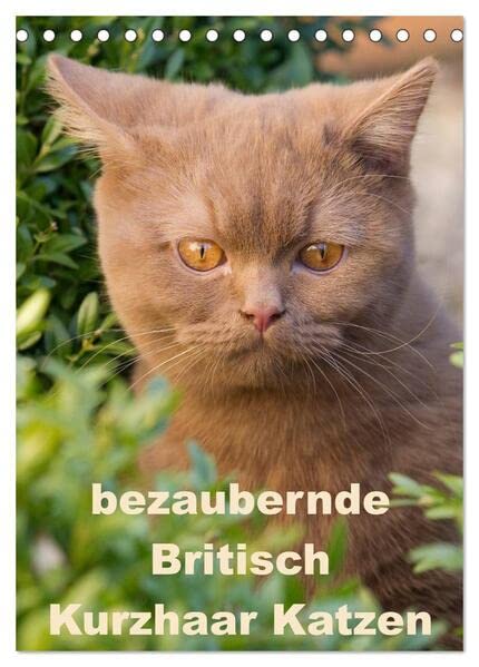 bezaubernde Britisch Kurzhaar Katzen (Tischkalender 2026 DIN A5 hoch), CALVENDO Monatskalender: Dieser Kalender zeigt Outdoor Fotos der wunderbaren Britisch Kurzhaar Katzen (CALVENDO Tiere) Pets