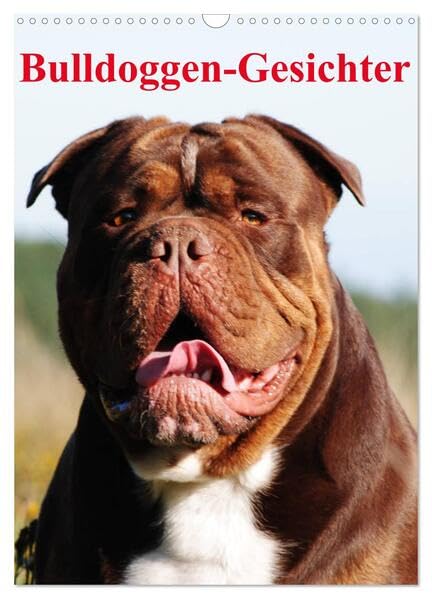 Bulldoggen-Gesichter (Wandkalender 2026 DIN A3 hoch), CALVENDO Monatskalender: Die beeindruckenden Gesichter verschiedene Bulldoggen-Zuchtlinien (CALVENDO Tiere) Pets